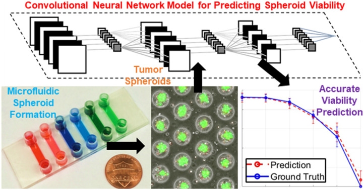 Graphical abstract: a convolutional neural network predicting cancer spheroid viability from label-free microfluidic images